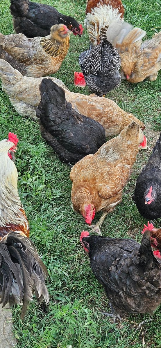 greatimp's tweet image. Okay Folks, my Chickens are doing the Hydration formation.
Drink that water.