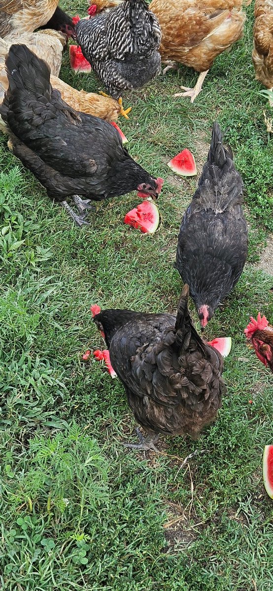 greatimp's tweet image. Okay Folks, my Chickens are doing the Hydration formation.
Drink that water.
