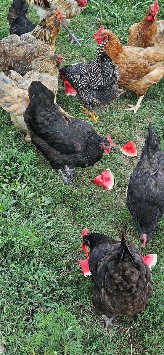 greatimp's tweet image. Okay Folks, my Chickens are doing the Hydration formation.
Drink that water.