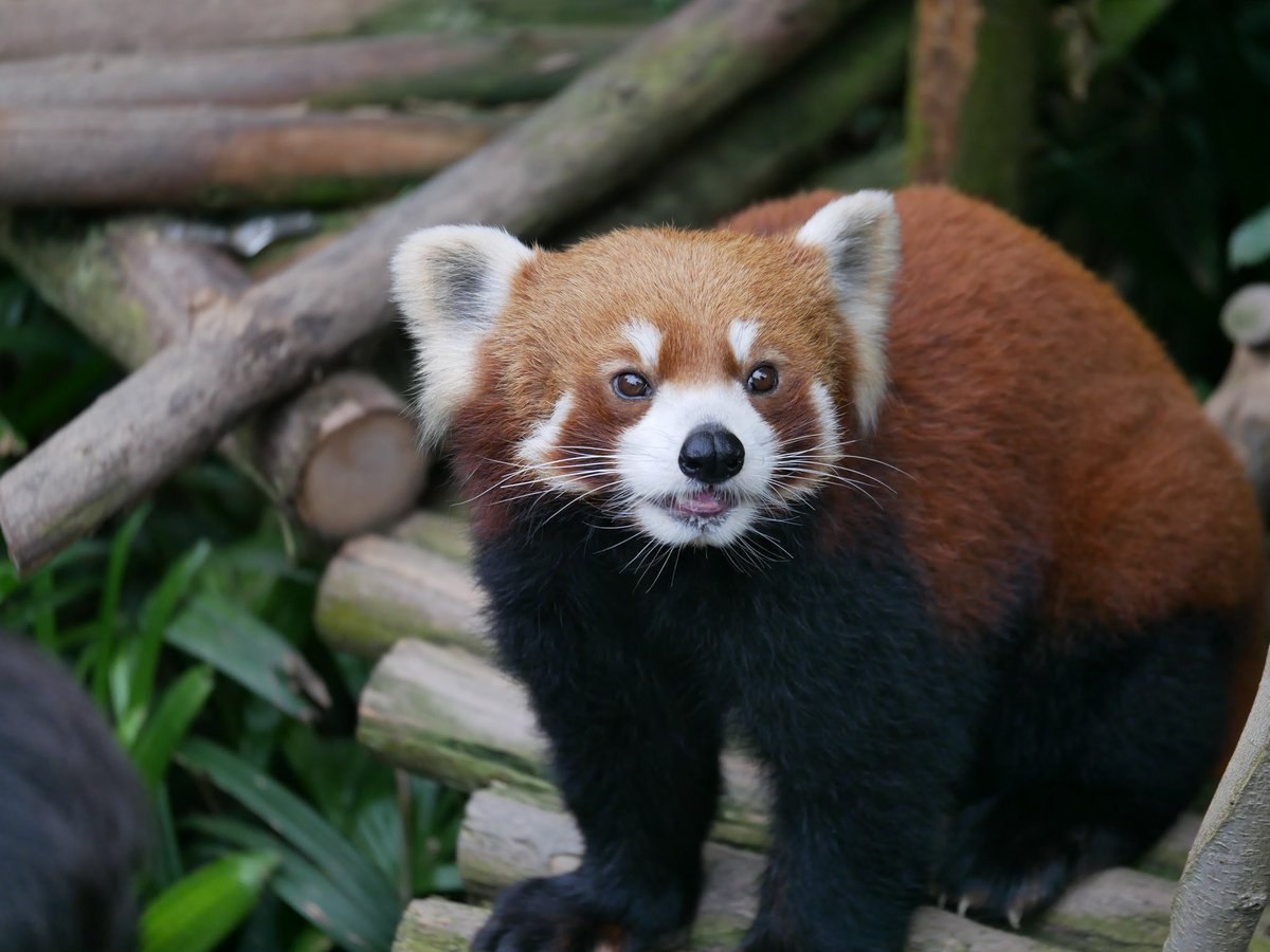 HourlyWah's tweet image. [🔗](api.tinyfox.dev/hourly/wahs/ph…)