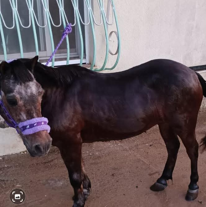 SilviaMylo's tweet image. Qué tristeza tan infinita, como está la pobre criatura 😢 😞 💔
Murcia, otro infierno para los animales ‼️ 😢
Copio :
Tenemos este pony hembra que ya no lo pueden tener está en una pedanía de Murcia si estás interesado llámame 636593623