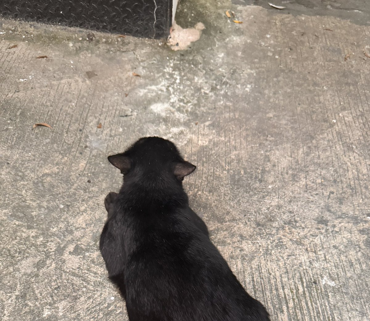 mirinaechou's tweet image. Met a cat and we talked about politics. He had some enlightening opinions on the intricacies of inflation.