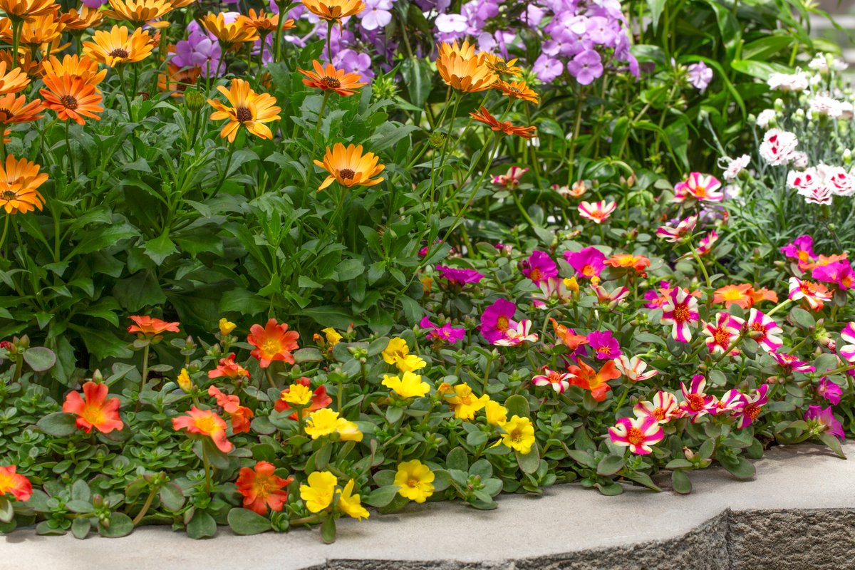 Tough and vibrant, Portulaca, aka Purslane, is a sun-loving bloom machine that thrives where others fade.  If you have areas where heat and dryness rule the day, Portulaca might just be your new garden hero. Find at your local garden center while supplies last. (ALT for care)