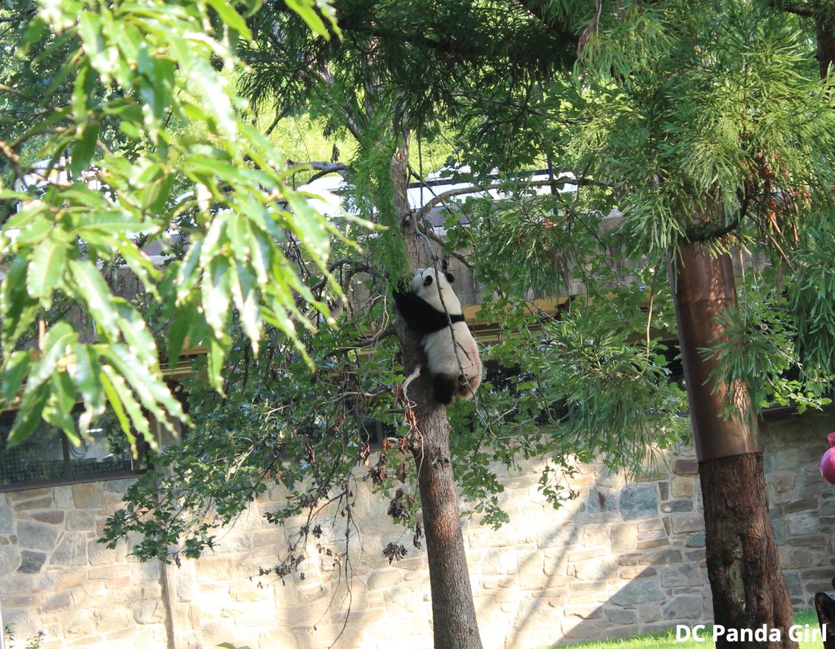 DCPandaGirl's tweet image. Qing Bao explores and climbs 🐼🥰💞🌳 New YouTube video: youtu.be/-bGWZwO-yBM?si… @NationalZoo #pandas #panda