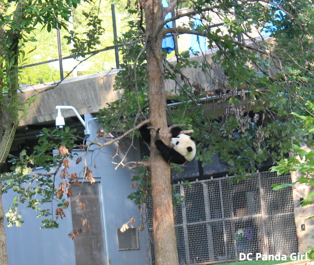 DCPandaGirl's tweet image. Qing Bao explores and climbs 🐼🥰💞🌳 New YouTube video: youtu.be/-bGWZwO-yBM?si… @NationalZoo #pandas #panda