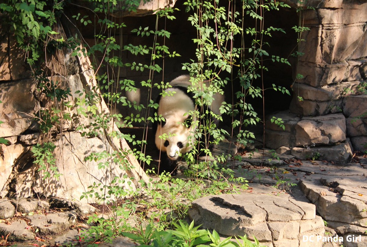 DCPandaGirl's tweet image. Qing Bao explores and climbs 🐼🥰💞🌳 New YouTube video: youtu.be/-bGWZwO-yBM?si… @NationalZoo #pandas #panda