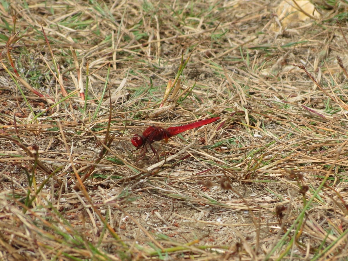 Juvenile Birder tweet media