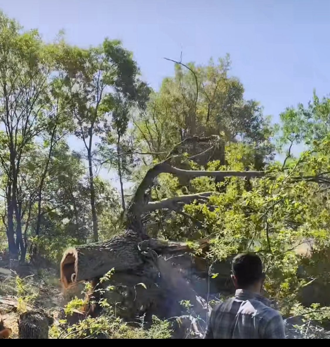 Şırnak’ta sessiz bir katliam yaşanıyor: Ağaçlar kesiliyor, doğa yok ediliyor!
Bu sadece çevre değil, sağlık, yaşam ve gelecek meselesidir.
Sustukça suyumuzu, havamızı, toprağımızı kaybediyoruz.
Şırnak doğasına sahip çık! #sırnaktaağackatliamıvar