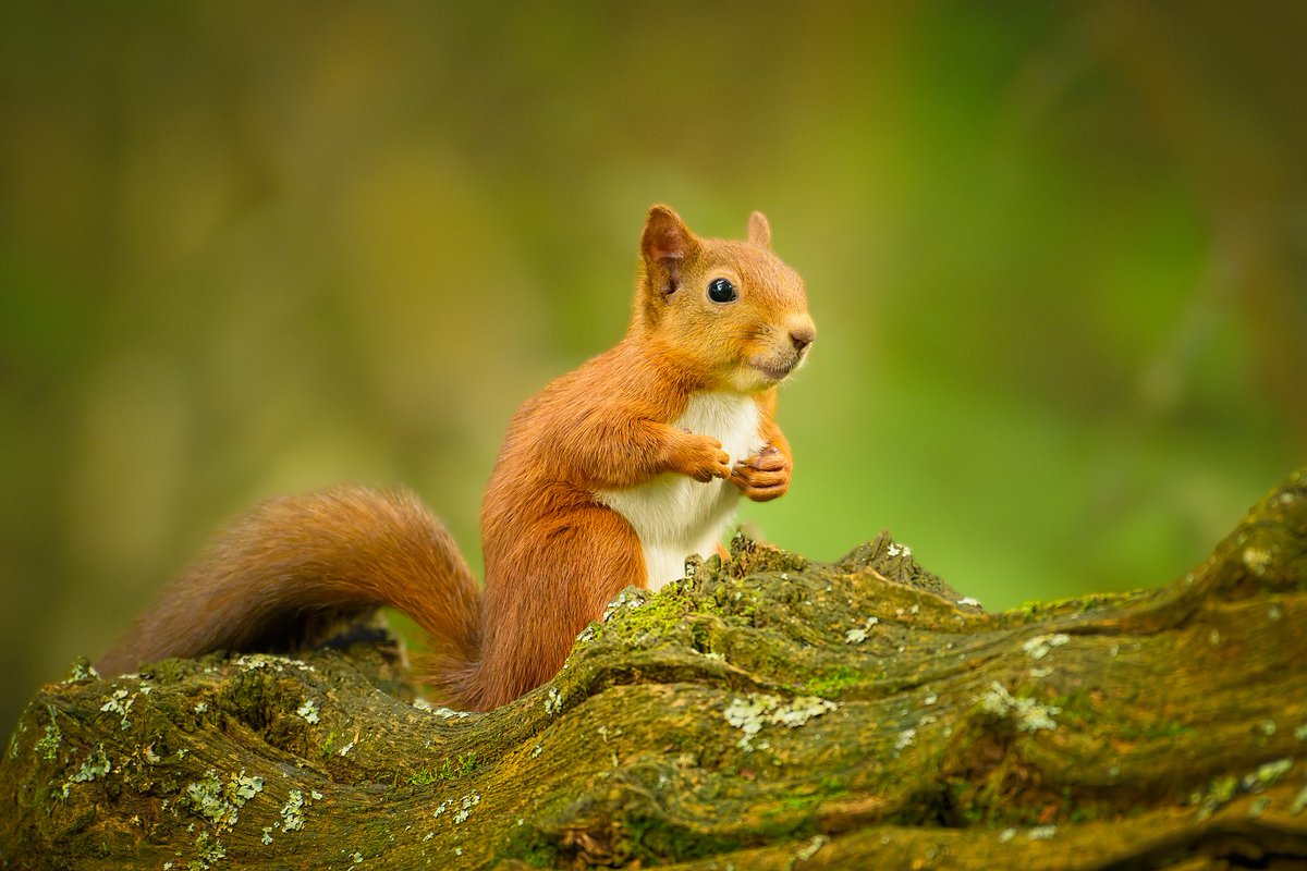 Young red squirrel (Sciurus vulgaris) today at RSPB Loch Leven, Scotland. #RSPBLochLeven #nature #wildlife #Scotland #Squirrels #cute #beautiful