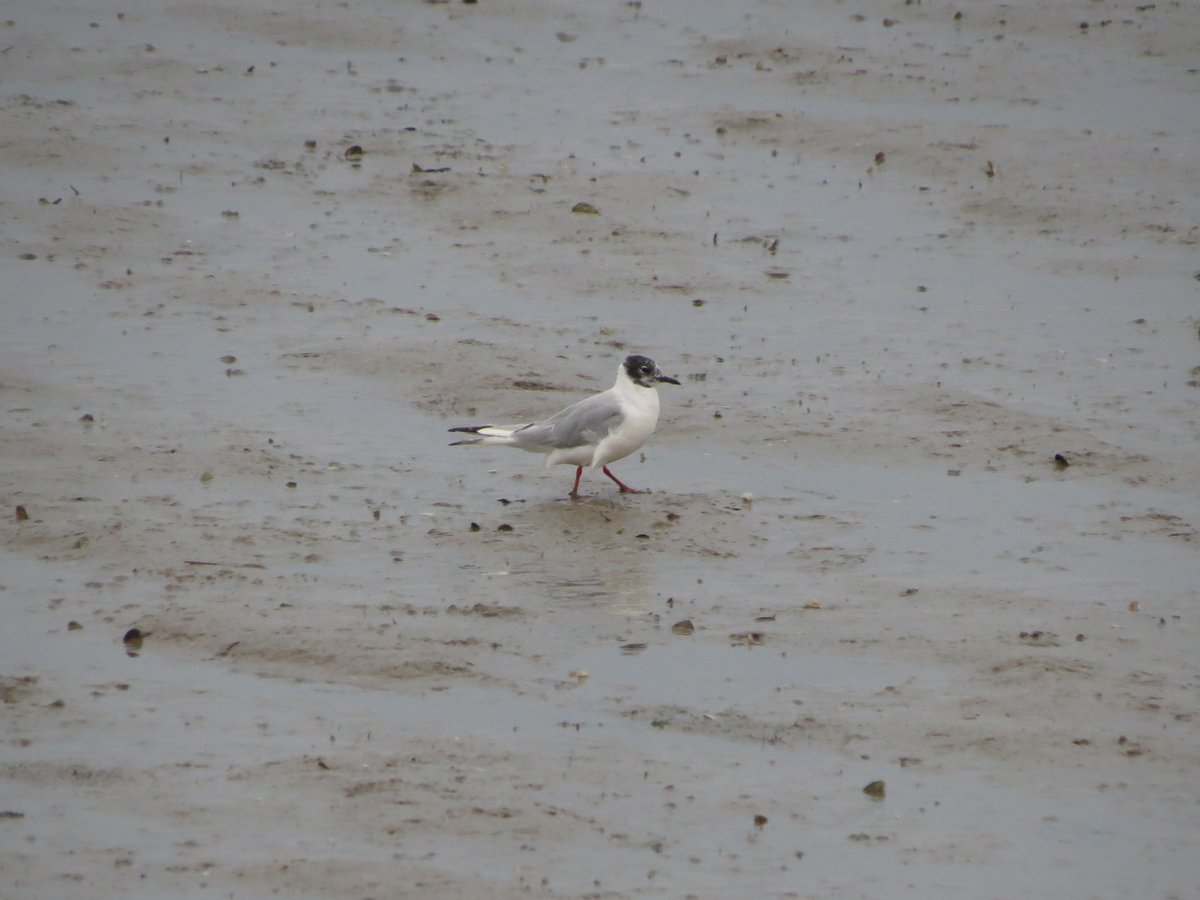 Juvenile Birder tweet media