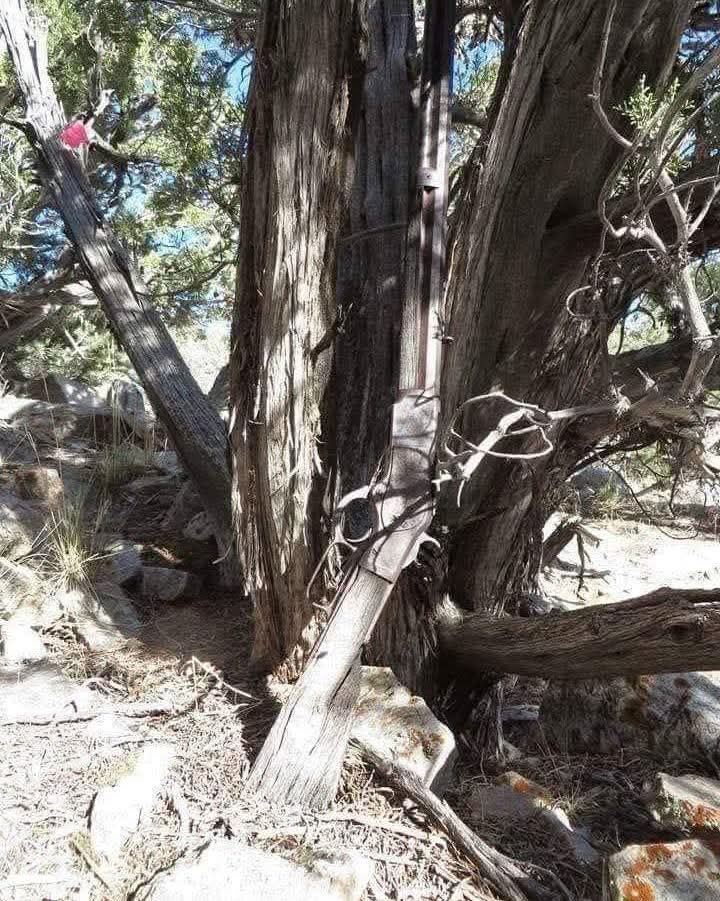 This 132-year-old Winchester rifle was found leaning against a juniper tree in Nevada's Great Basin National Park in 2014.