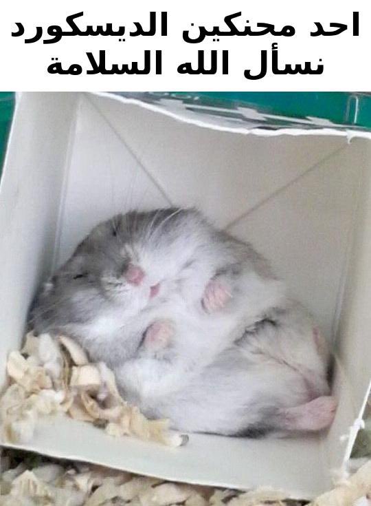 واحد آدمي | صل على النبي (@decarious7) on Twitter photo 