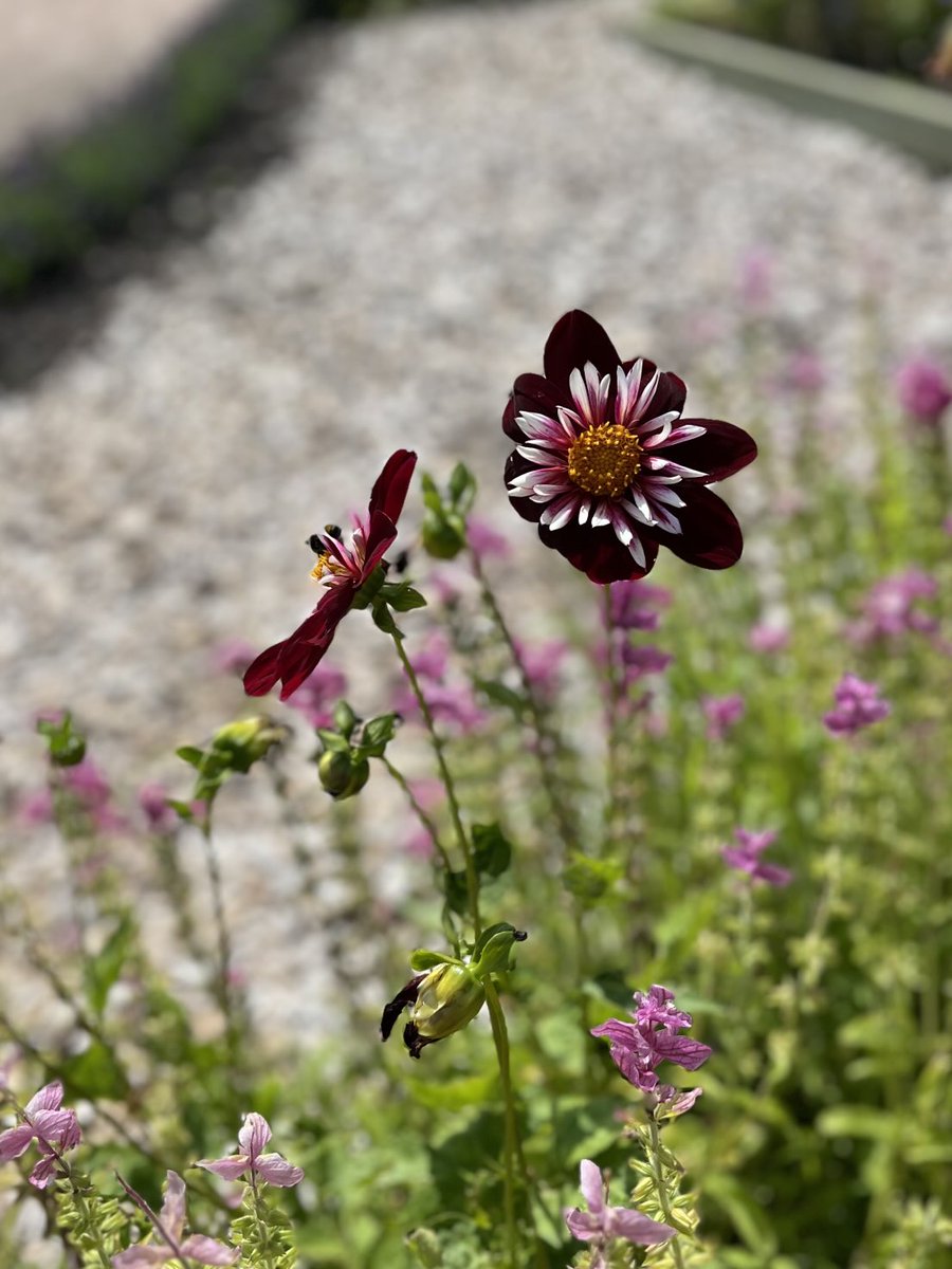 kynohy's tweet image. Dahlias