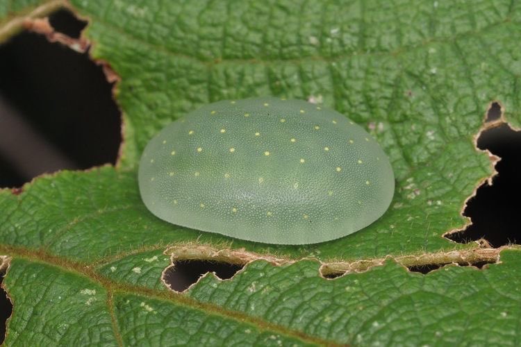 Iithosphere's tweet photo. here are some caterpillars id put in my mouth https://t.co/QwXbv8Gqoq