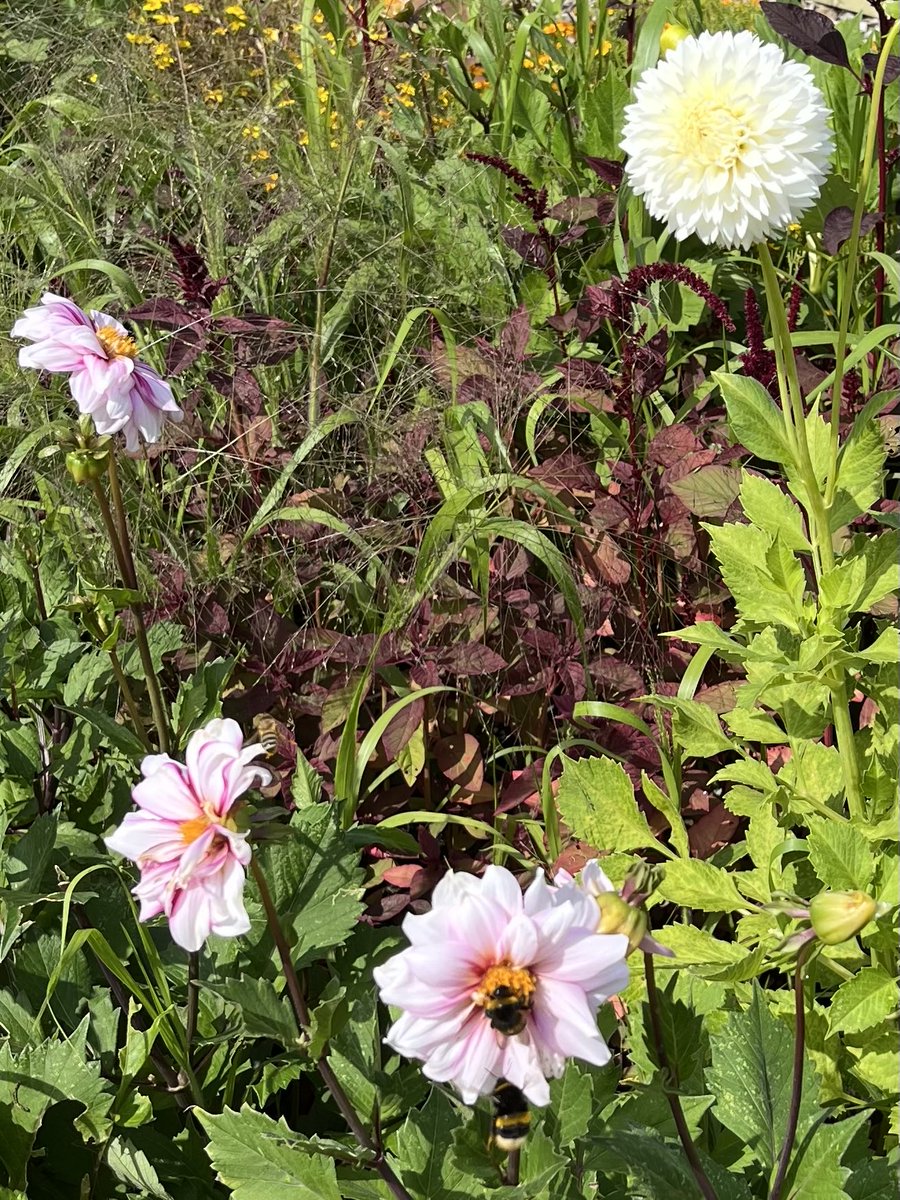 kynohy's tweet image. More dahlias