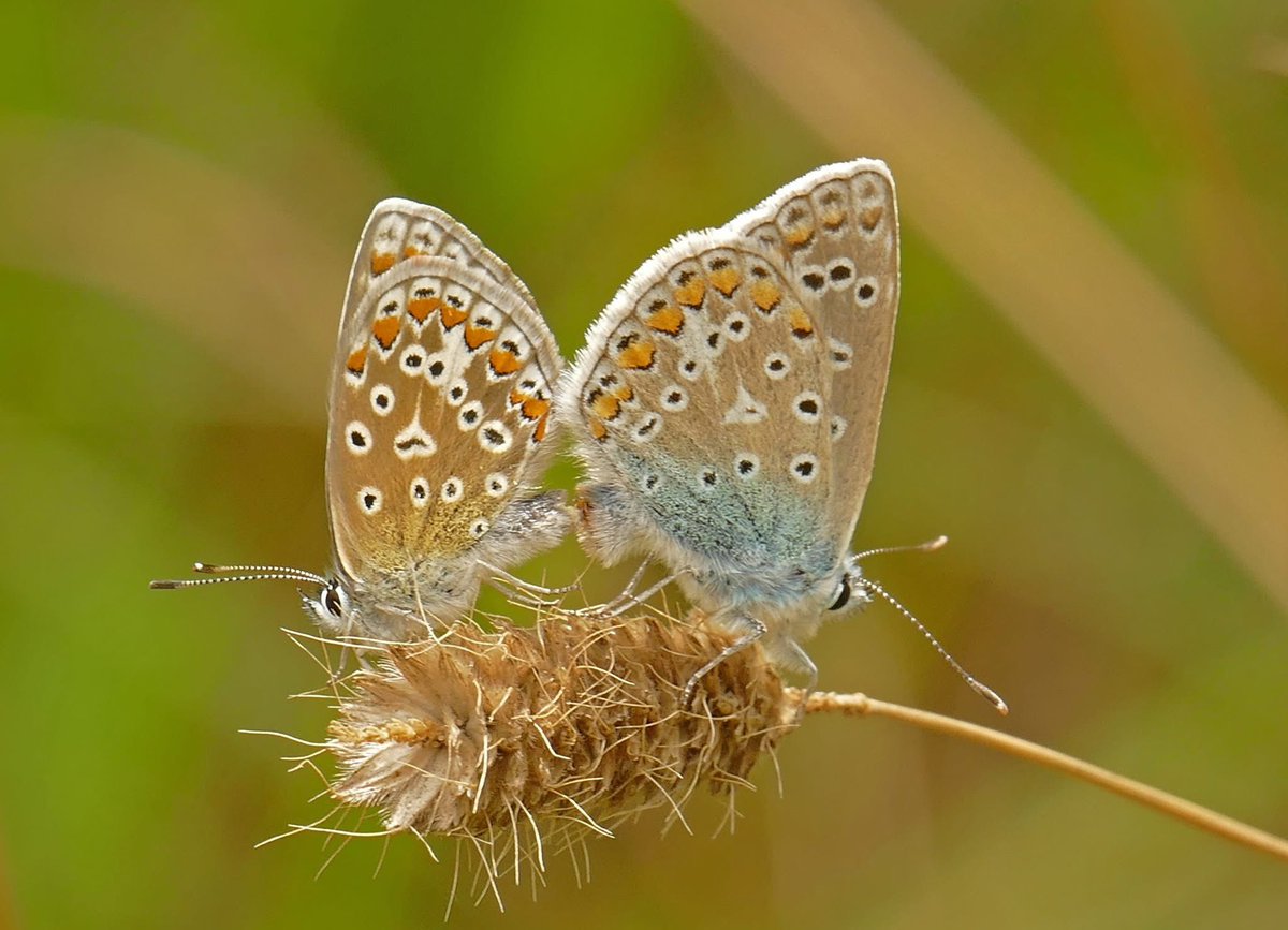 BarnardJudith's tweet image. Mating Common Blues
@savebutterflies @WildlifeTrusts