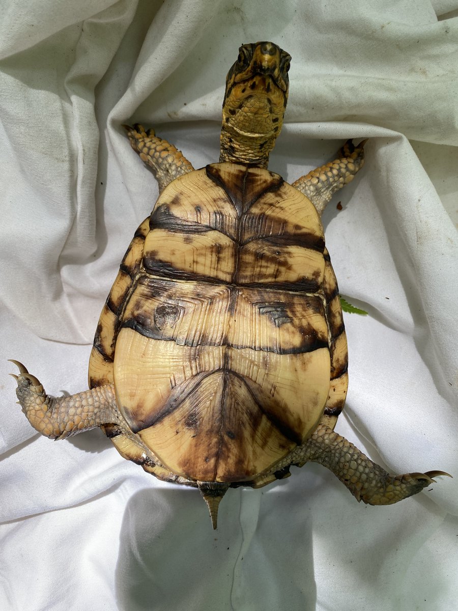 caught my first gyrating box turtle