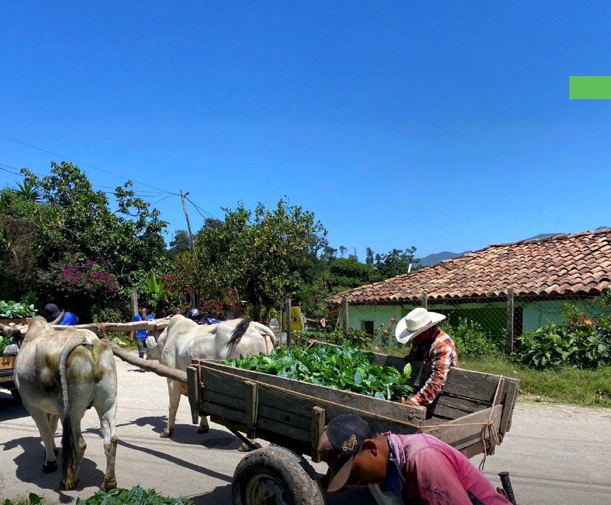 Minotahn's tweet image. 🌱🚛 ICF entregó 24,240 plantas de café Parainema y 1,080 maderables en San Manuel de Colohete, Lempira.
👩🌾 Esta acción responde al compromiso del Partido LIBRE representado por la presidenta @XiomaraCastroZ, por impulsar el desarrollo rural, restaurar nuestros bosques y…
