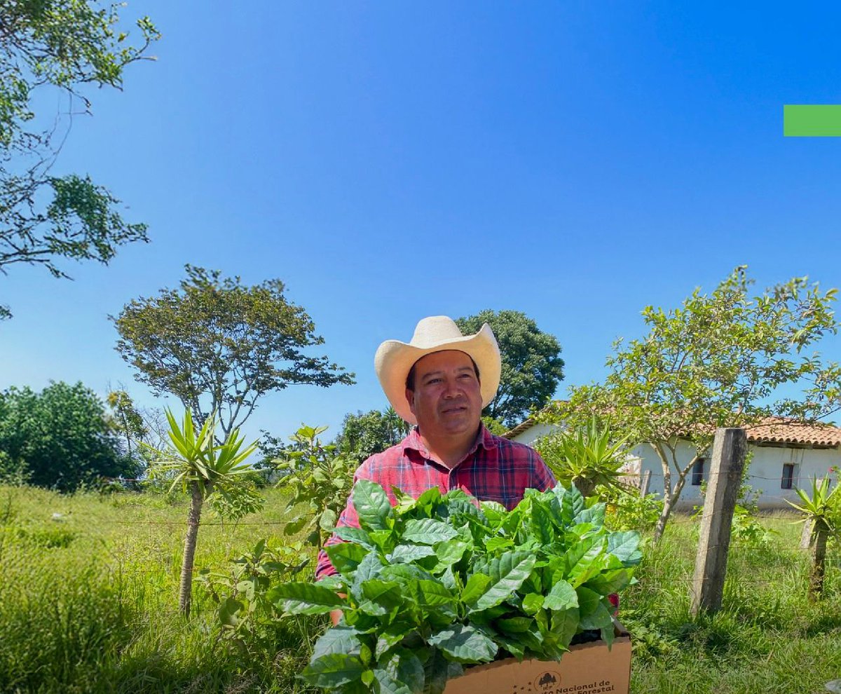 Minotahn's tweet image. 🌱🚛 ICF entregó 24,240 plantas de café Parainema y 1,080 maderables en San Manuel de Colohete, Lempira.
👩🌾 Esta acción responde al compromiso del Partido LIBRE representado por la presidenta @XiomaraCastroZ, por impulsar el desarrollo rural, restaurar nuestros bosques y…