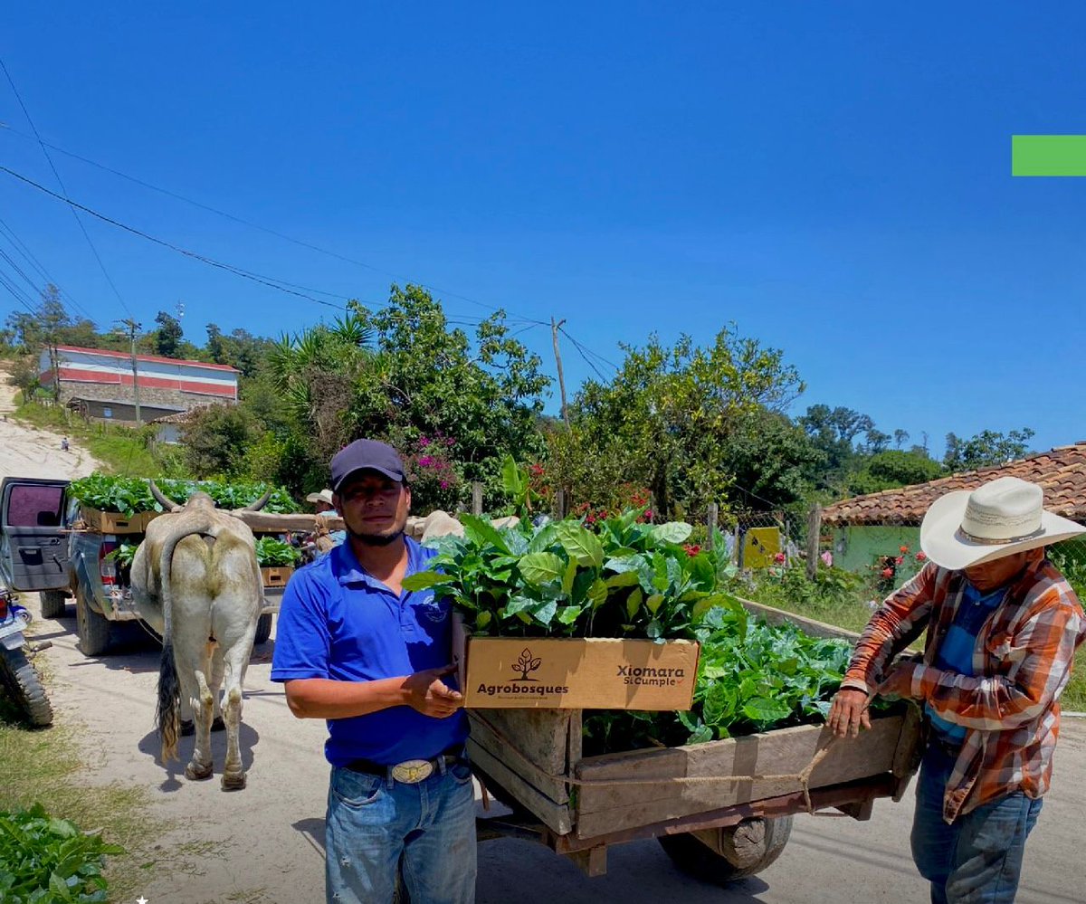 Minotahn's tweet image. 🌱🚛 ICF entregó 24,240 plantas de café Parainema y 1,080 maderables en San Manuel de Colohete, Lempira.
👩🌾 Esta acción responde al compromiso del Partido LIBRE representado por la presidenta @XiomaraCastroZ, por impulsar el desarrollo rural, restaurar nuestros bosques y…