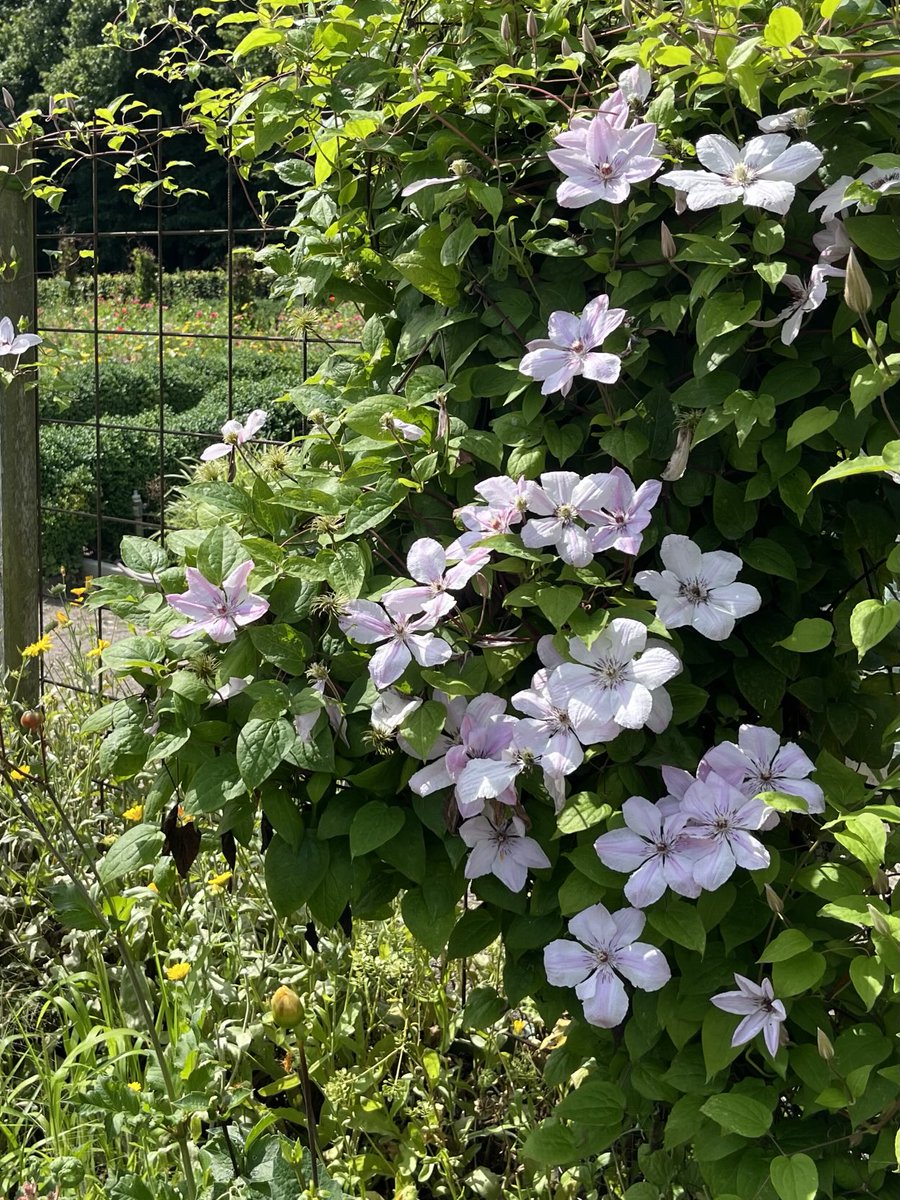 kynohy's tweet image. More flowers