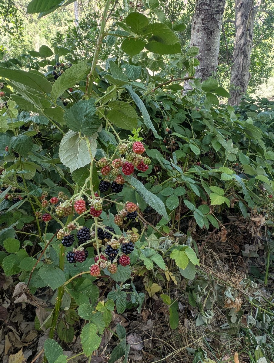 Yay blackberries are getting ripe!