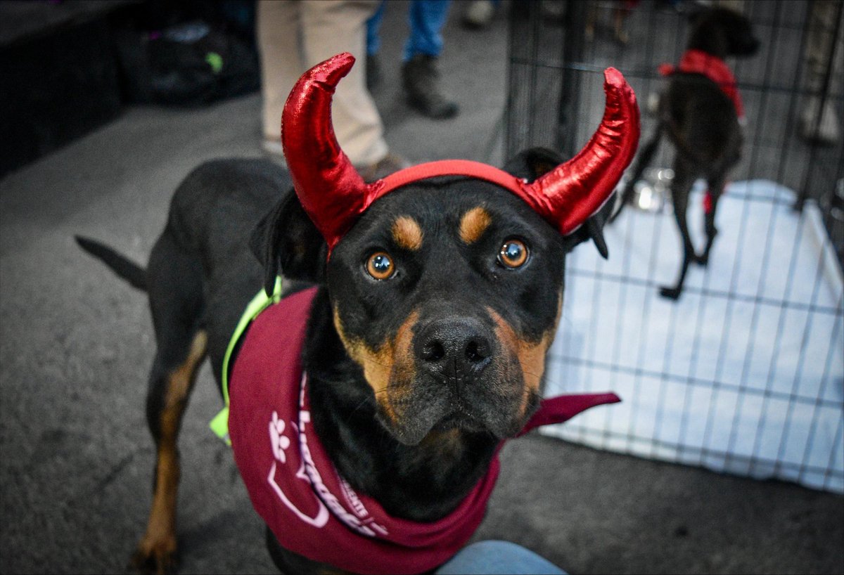 ComSocEdomex's tweet image. Durante la última jornada de adopción en el estadio Nemesio Diez, perritos sin hogar encontraron una nueva familia
Los caninos cuentan con vacunación, esterilización, desparasitación y evaluación de comportamiento.
Conoce más información aquí: goo.su/1vcku
