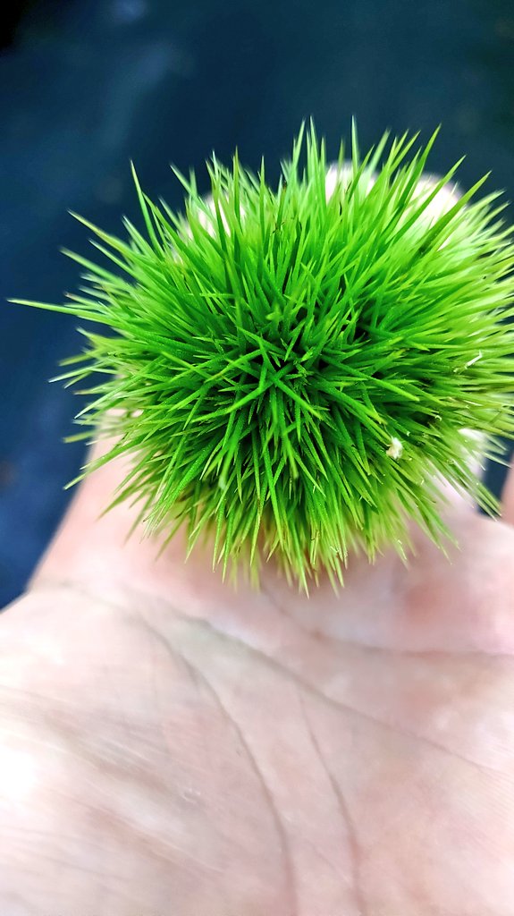 kei_rgk's tweet image. 野生のウニ可愛い