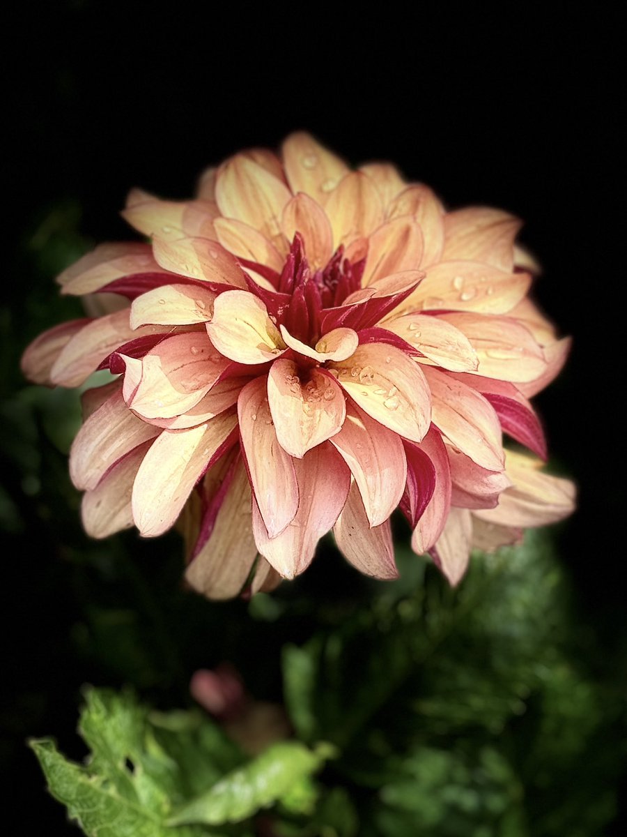 pellynut's tweet image. Dahlia, un-named because it is not what is on the packet.  I also had to dig it up as it had a virus.  Quite a pretty flower though.