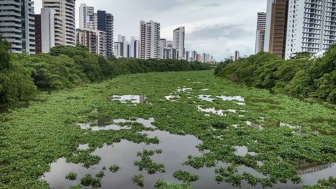 As baronesas aparecem sempre que a poluição está grande.

Independente desta condição, elas compõem um cenário magnífico para quem passa e aprecia aquele trecho do Rio Capibaribe.

Olhares críticos sobre o Recife

Instagram: @jgnfotos