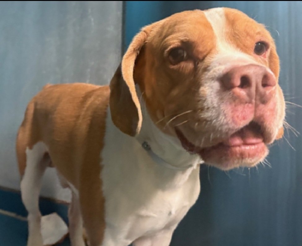 Wonderful News!
Underdog has been reserved by a New Hope Partner 🎉🥳

Please wait for freedom pics and info from <a href="/TAPNYACC/">TAPACC</a> to honor your pledges