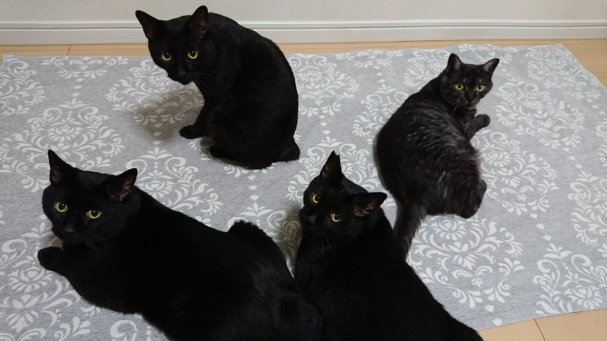 arca20220921's tweet image. おちりトントン待ち