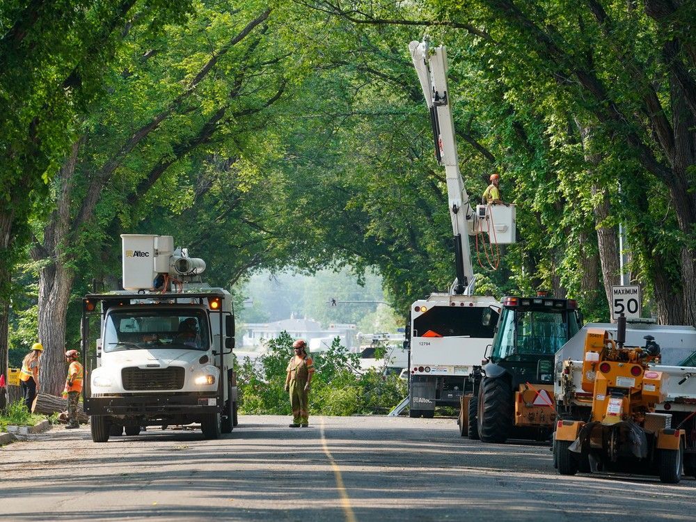 leaderpost's tweet image. What you need to know about Regina's recent surge in Dutch elm disease bit.ly/471hkh9
