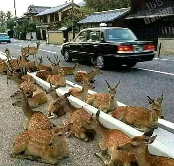 behryab's tweet image. جس ملک میں عدل وانصاف ہو اس ملک کے جانور بھی سکون والی زندگی گزارتے ہیں۔۔۔💯