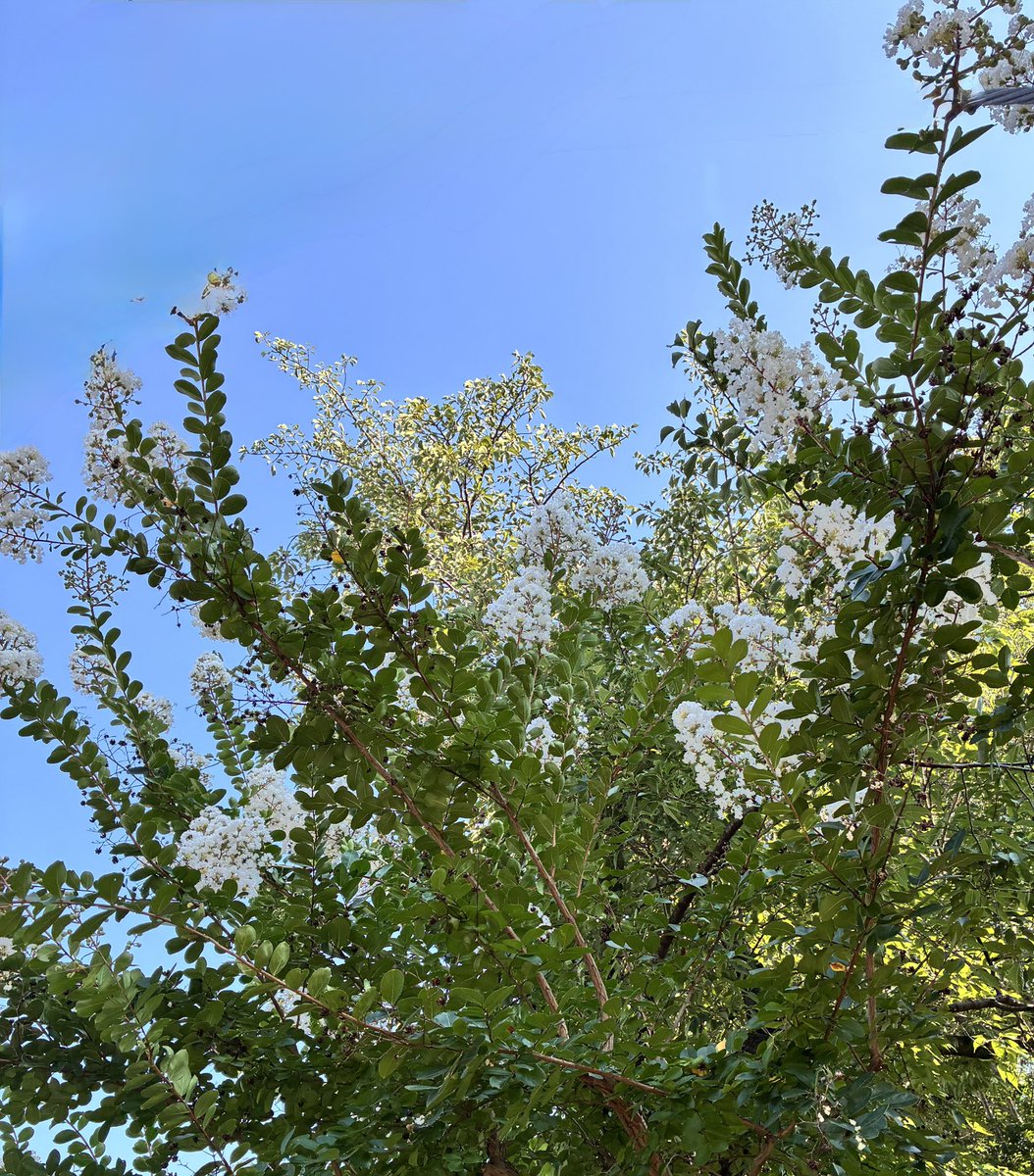 On1000Panda's tweet image. おはようございまTuesday♪
サルスベリ(百日紅)の花が鮮やかに咲いています…
ピンクや赤の花はよく見かけるけれど、白い花もあるんですね✨
今日も37℃らしいです…🥵💦
厳しい暑さ、気をつけていこうね⚠️
自分のペースで今日もファイト❣️
#70729おは戦🔥cd
たけうちーむ