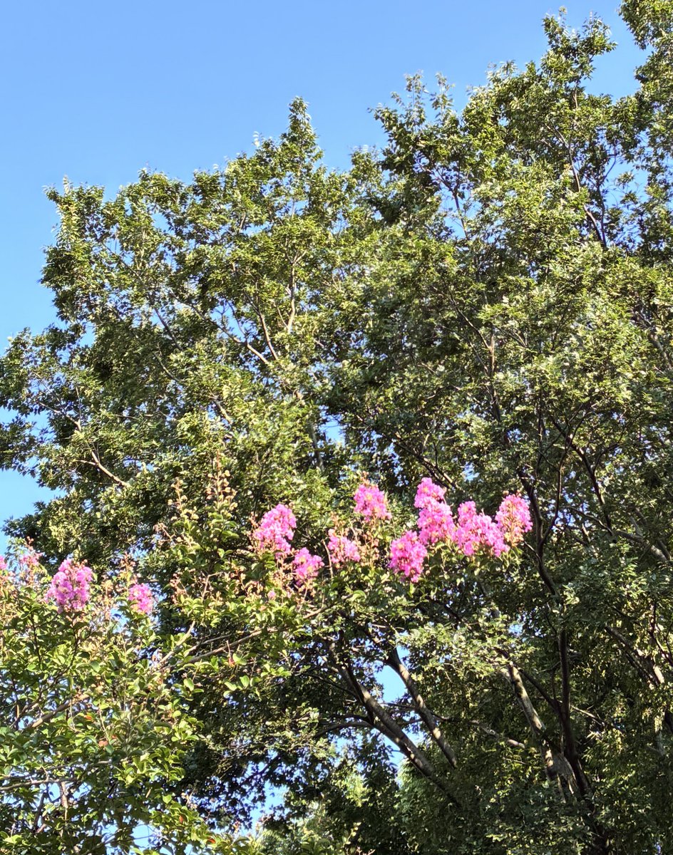 On1000Panda's tweet image. おはようございまTuesday♪
サルスベリ(百日紅)の花が鮮やかに咲いています…
ピンクや赤の花はよく見かけるけれど、白い花もあるんですね✨
今日も37℃らしいです…🥵💦
厳しい暑さ、気をつけていこうね⚠️
自分のペースで今日もファイト❣️
#70729おは戦🔥cd
たけうちーむ