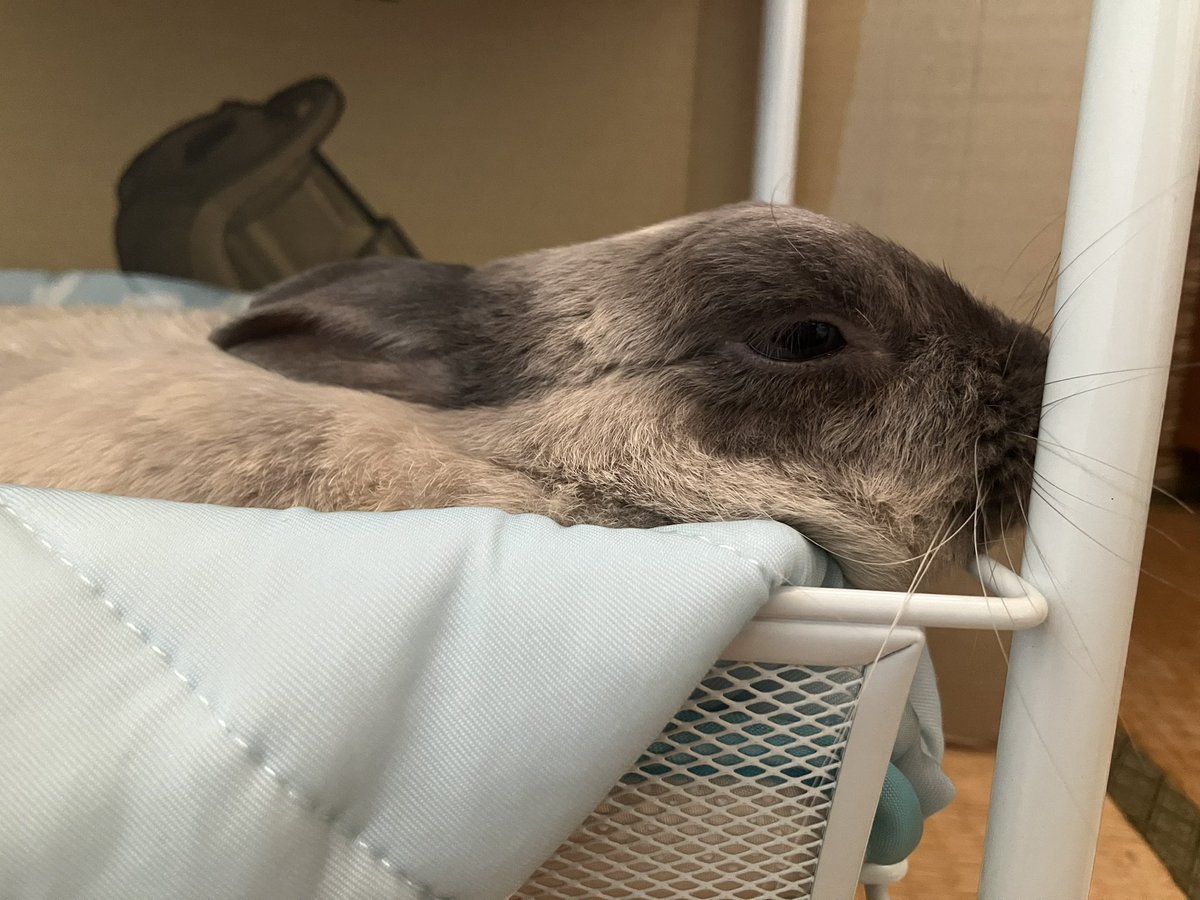 gy3_jp's tweet image. おはようございます
眠い〜