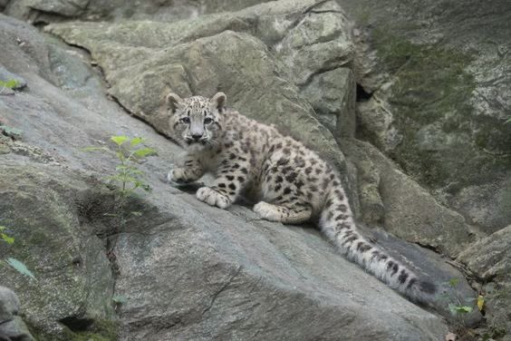 Snow_pie10's tweet image. He’s tail is bigger than him