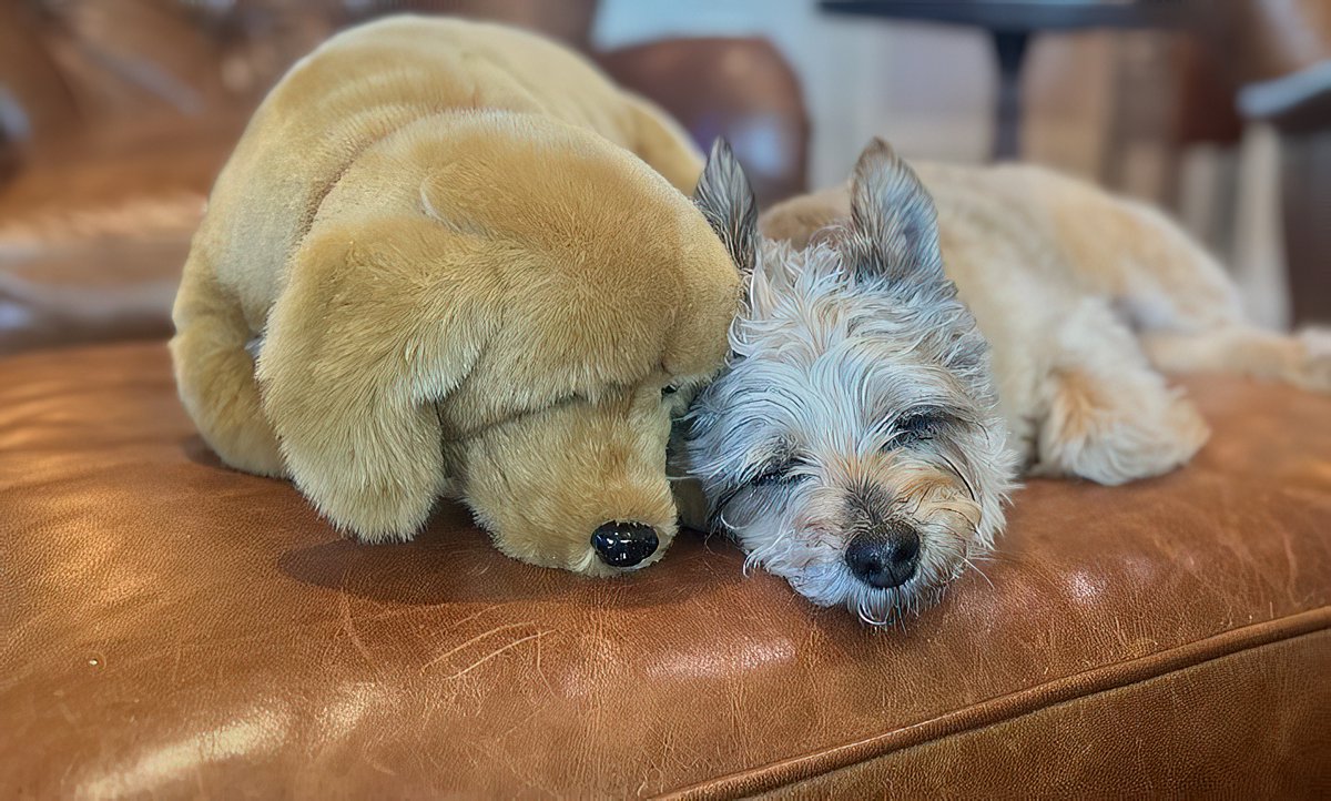 Even our dog has been fooled by “A. I.”..