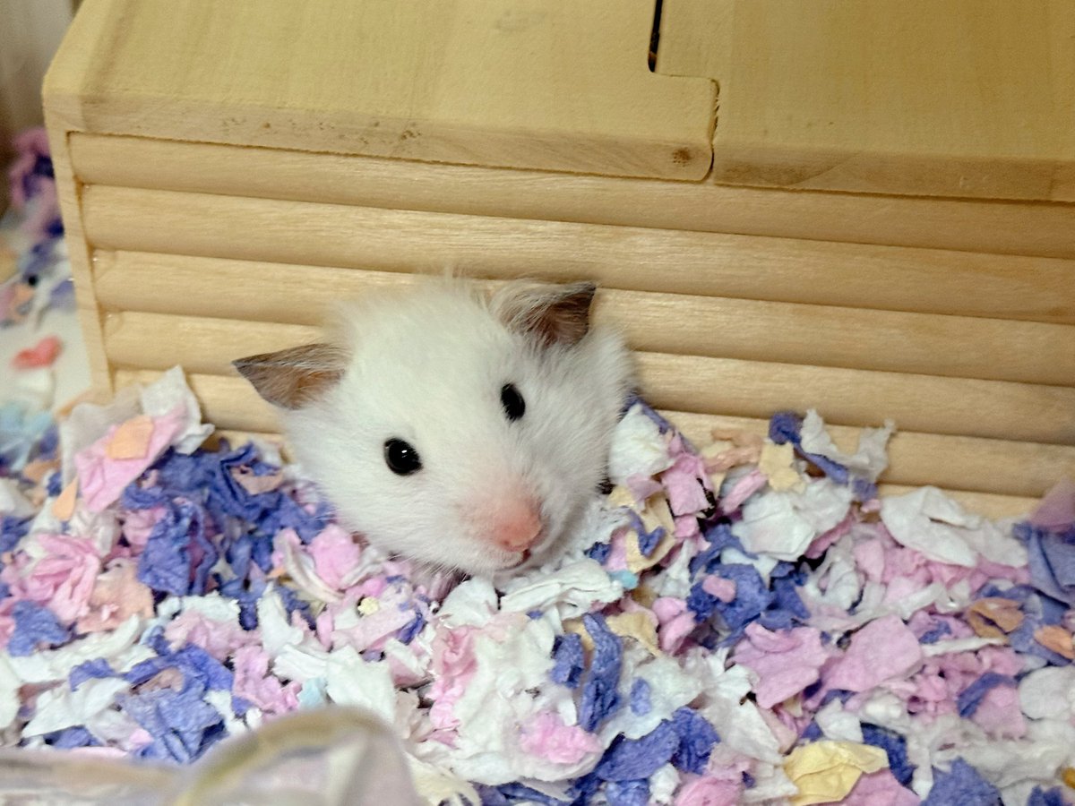 awa_mar0's tweet image. あたちがコンテストに出てる？
写真使用許可もらってないわよっ🐹