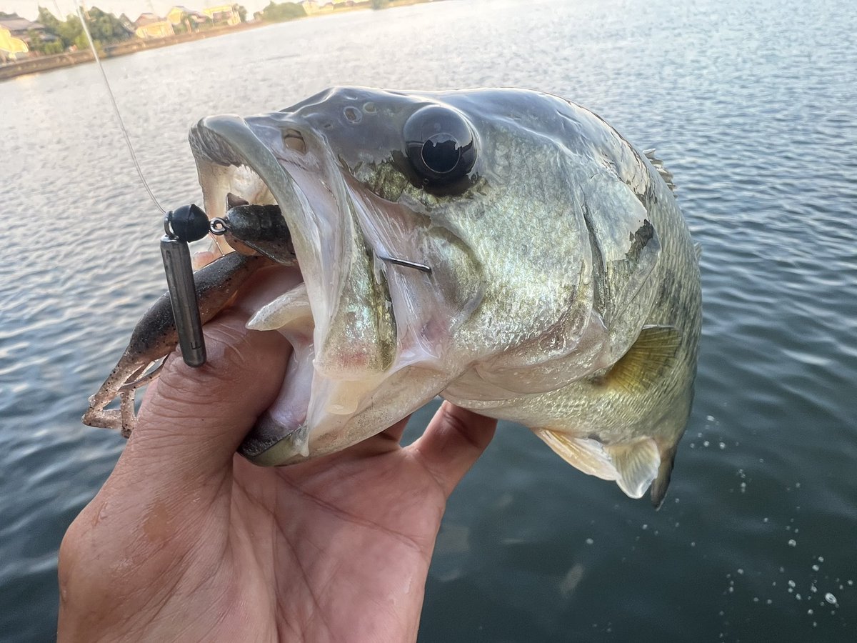 JACKALL BASS FISHING (@JACKALL_Inc) / X