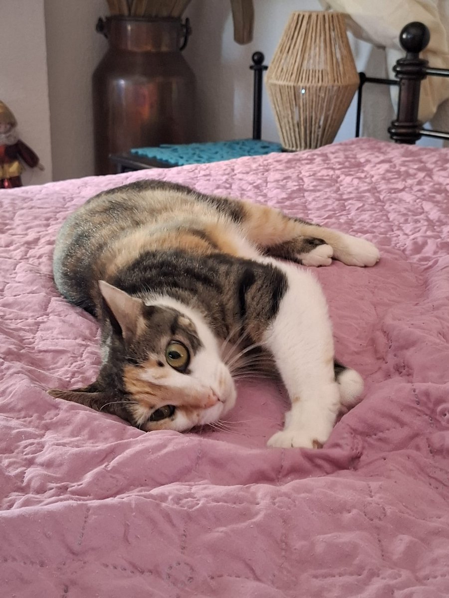 4catsVLC's tweet image. Por favor, URGENTE acogida o adopción para Ginger???
Se queda sin NADA!
Nos la han devuelto después de 9 meses, no tiene ni colonia donde volver, la #DANA la arrasó.
Es buena y cariñosa. Está en #Valencia provincia.
Contacto 678 34 76 73
#gatos #AdoptaNoCompres