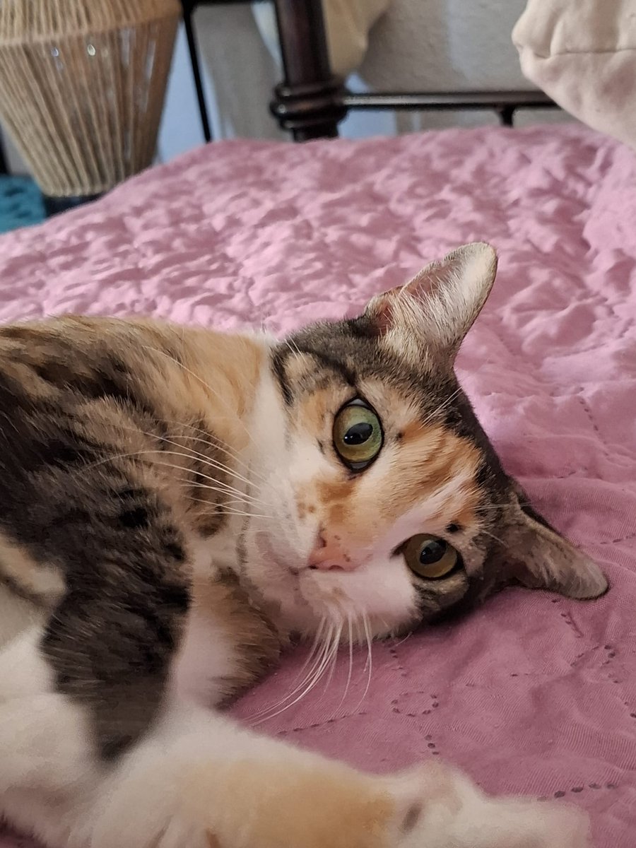 4catsVLC's tweet image. Por favor, URGENTE acogida o adopción para Ginger???
Se queda sin NADA!
Nos la han devuelto después de 9 meses, no tiene ni colonia donde volver, la #DANA la arrasó.
Es buena y cariñosa. Está en #Valencia provincia.
Contacto 678 34 76 73
#gatos #AdoptaNoCompres
