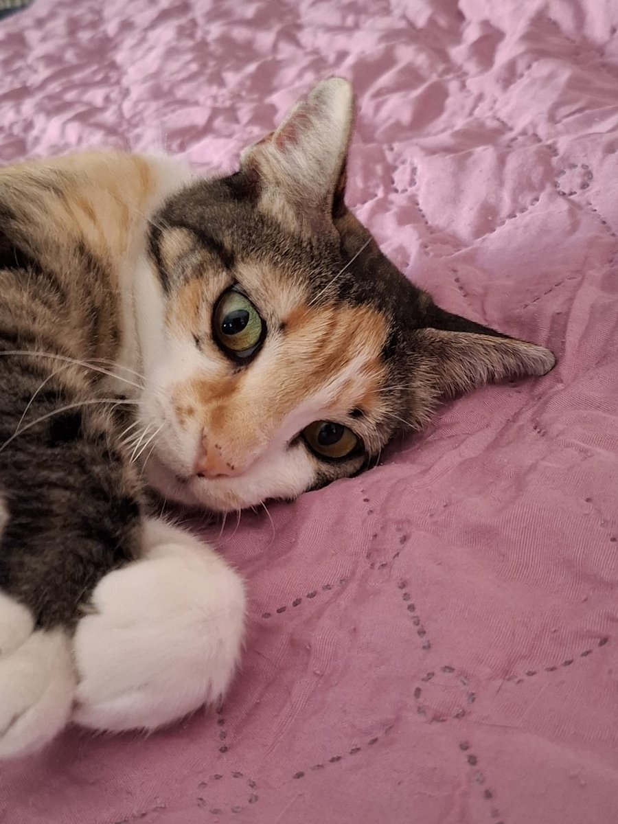 4catsVLC's tweet image. Por favor, URGENTE acogida o adopción para Ginger???
Se queda sin NADA!
Nos la han devuelto después de 9 meses, no tiene ni colonia donde volver, la #DANA la arrasó.
Es buena y cariñosa. Está en #Valencia provincia.
Contacto 678 34 76 73
#gatos #AdoptaNoCompres