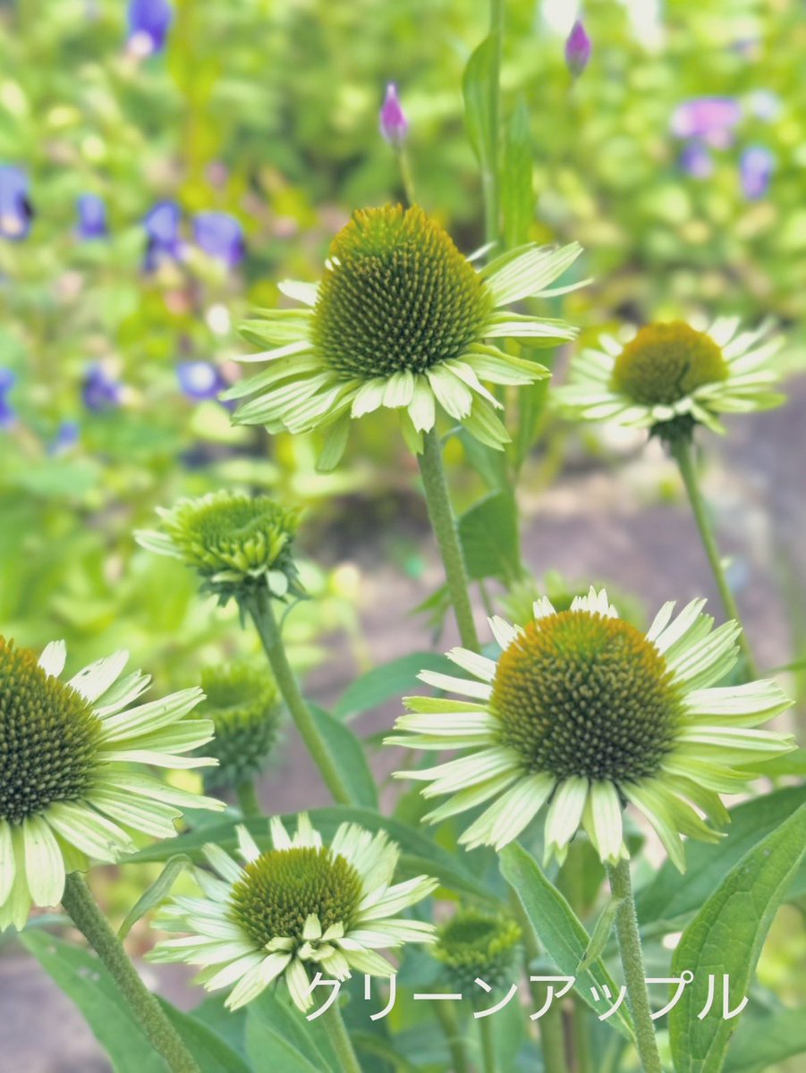 綠意家園 以善為本、以福為心.qep