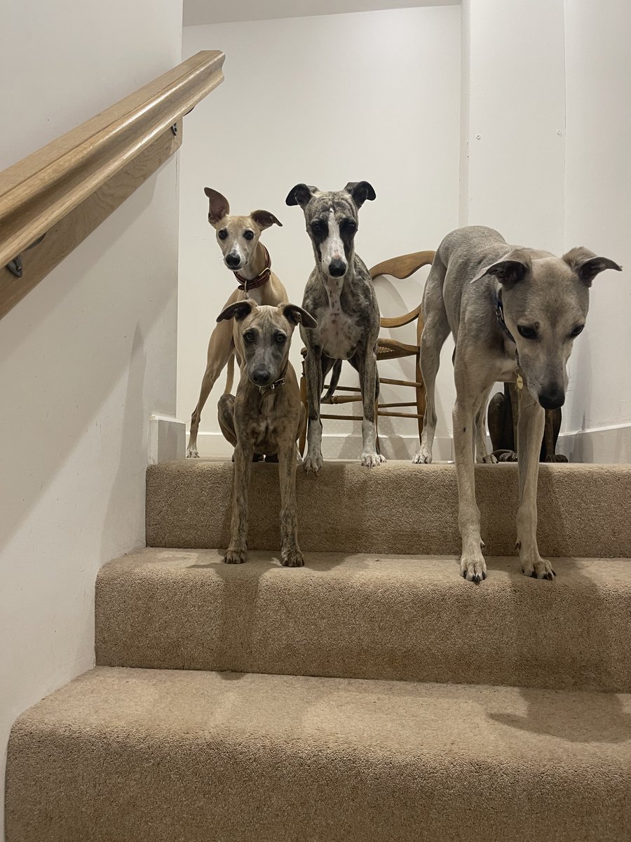 Spot the new face xx yes it’s Louis Le Whippet ! He has come to stay for a few days❤️❤️❤️❤️