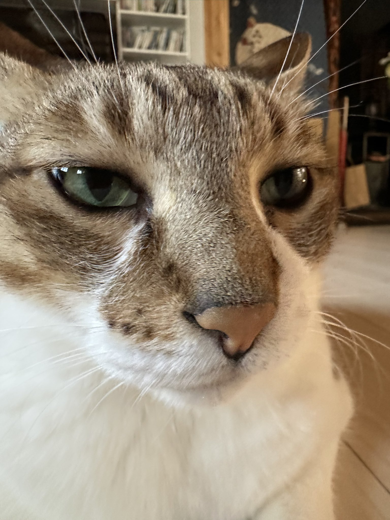猫好 猫日是好日 on X: 