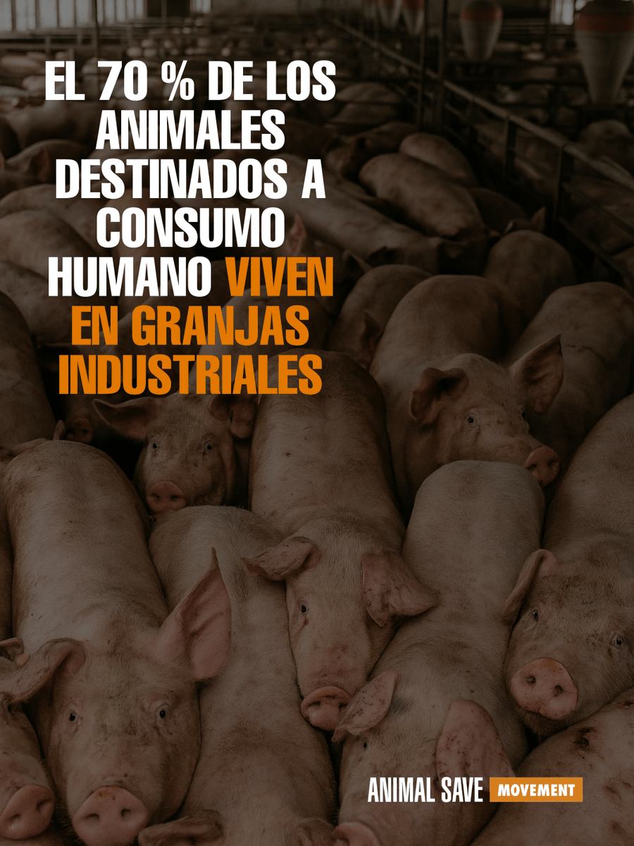 AnimalSavePUE's tweet photo. El 70 % de los animales criados para consumo humano viven en granjas industriales, en condiciones de hacinamiento extremo, sin acceso a aire libre y sometidos a prácticas dolorosas.

Cuestionar el sistema que normaliza esta violencia es el primer paso hacia su liberación. https://t.co/5vrryk5ATj