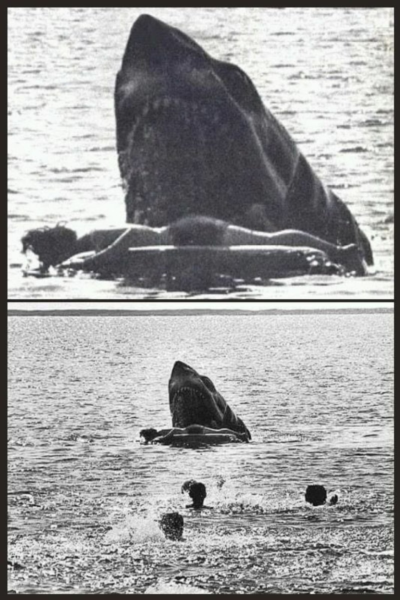 Really wish they’d gone with this in Jaws when he kills Alex Kintner. But what a shot this is.