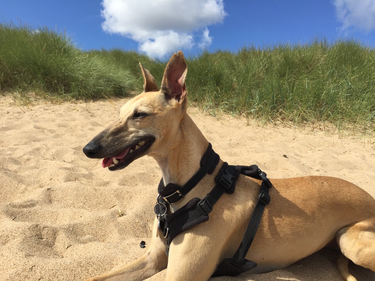 Sammy 2017 beach boy❤️ 
I gave him the appetite tablets, I am pleased to say that he has managed to eat, albeit in teeny tiny spoonfuls 3/4 of a tin of special dog foodbought from the vets. He wagged  his tail this afternoon for the first time in a long time. 💔😢#poorlyboy